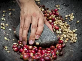 Encuentra el mejor precio de café con Ganoderma en Stetic Ceres Lingzhi