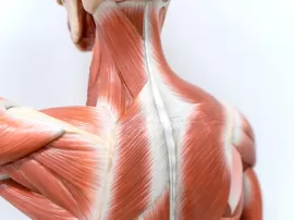 Conoce los músculos de la espalda y cómo fortalecerlos.