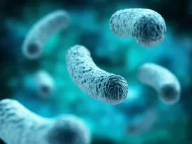 Guía completa sobre la microbiota intestinal: alimentos recomendados, funciones y cómo mejorarla