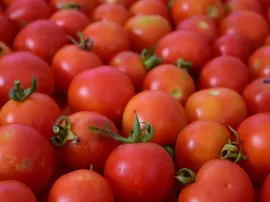 Origen, tipos y relación con tomata: esencial del tomate.