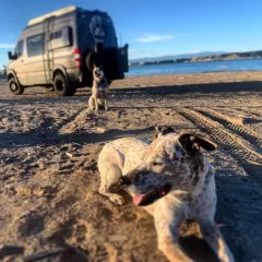 Descubre los precios y empresas de transporte de perros en España: guía completa