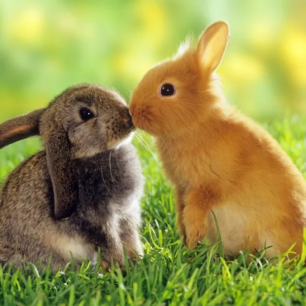 animalear