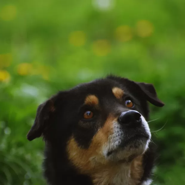 animales que duermen de pie como lo hacen y ejemplos