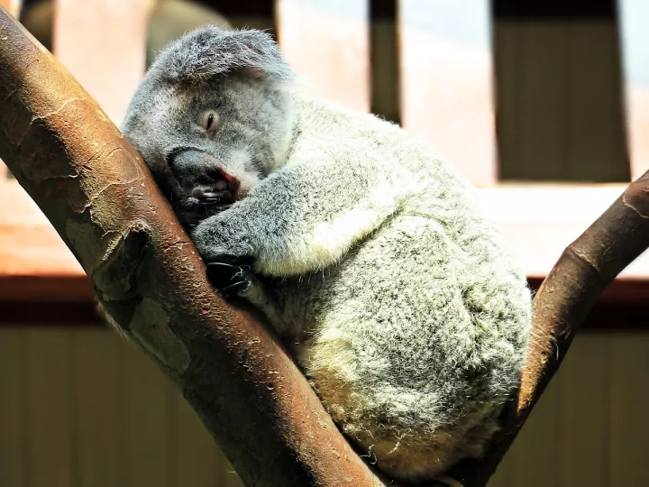 colchones koala