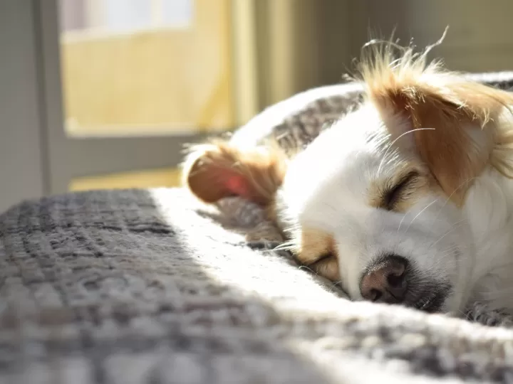 como hacer que un cachorro duerma toda la noche