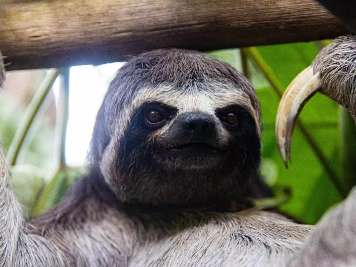 como se escribe amaso o amazo