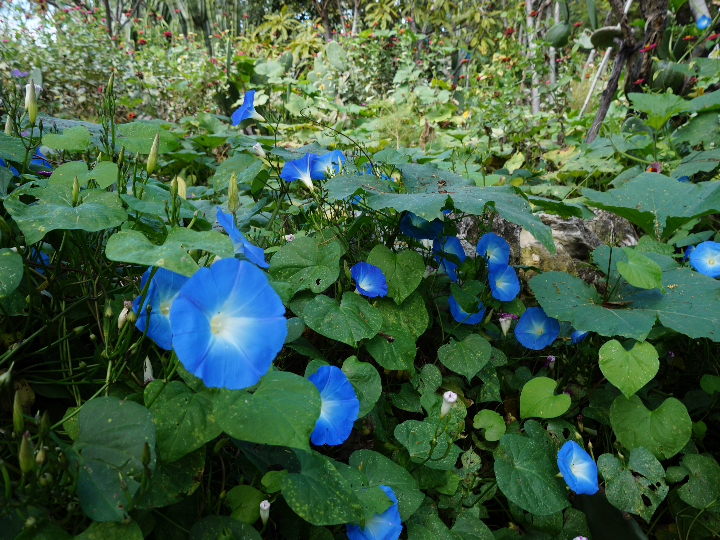 Ejemplos de Memes Educativos: Divertida y Efectiva Forma de Aprender