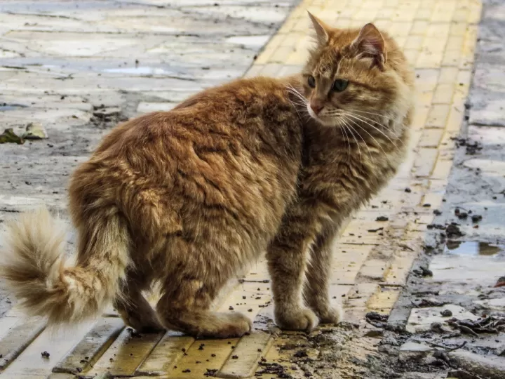 enfermedades que puede transmitir un gato callejero
