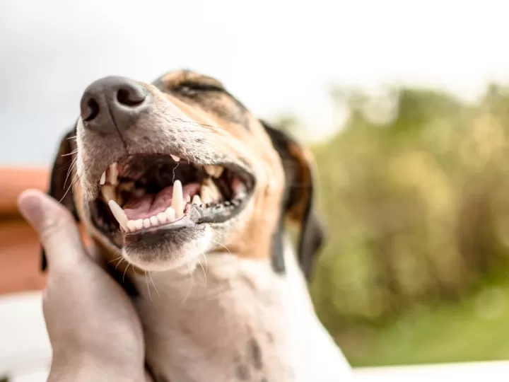 es malo besar a mi perro