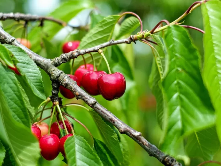 frutos del espiritusanto