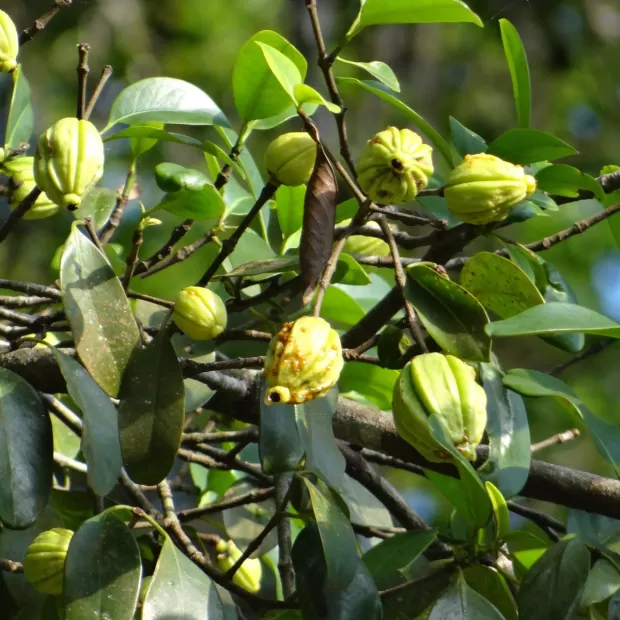 garcinia garcinia
