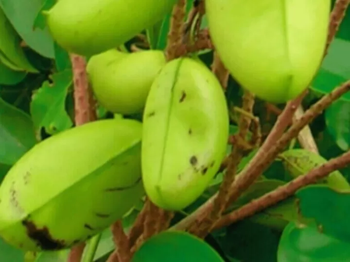 grifonia