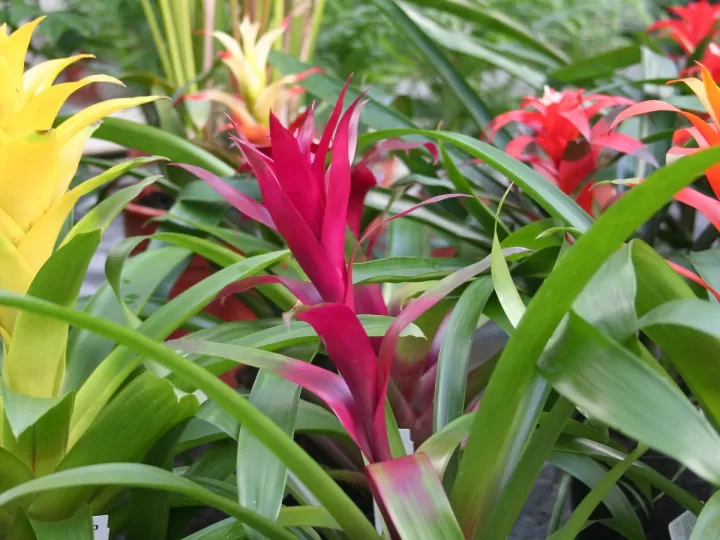 pasiflora pastillas