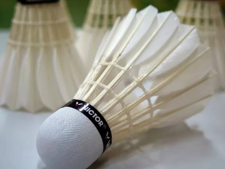 pluma badminton