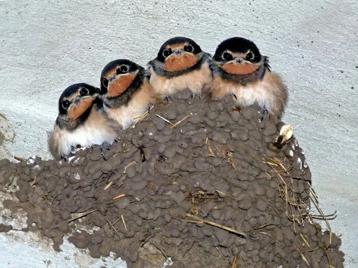 qué comen las golondrinas bebés