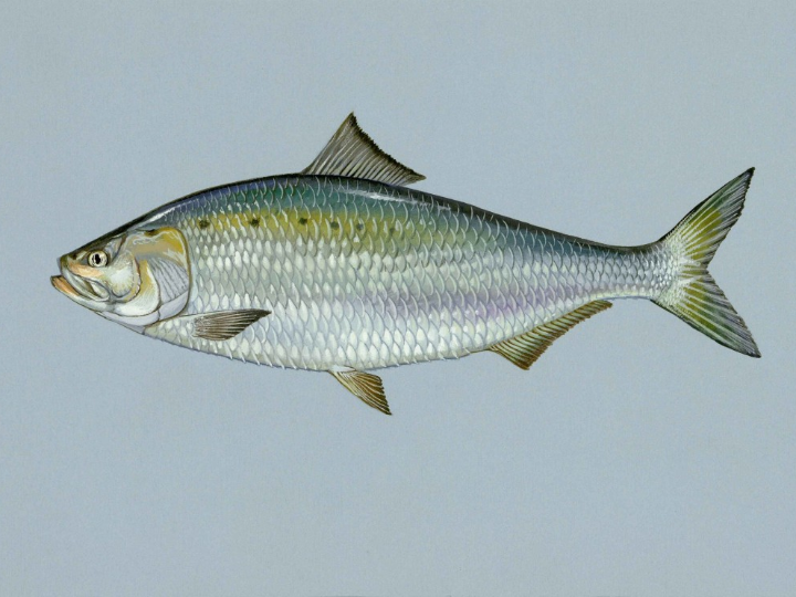 Trucha sin aletas (Mercadona) - Precio y Opiniones