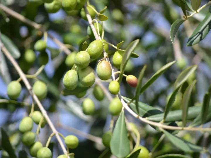 varas para varear olivos