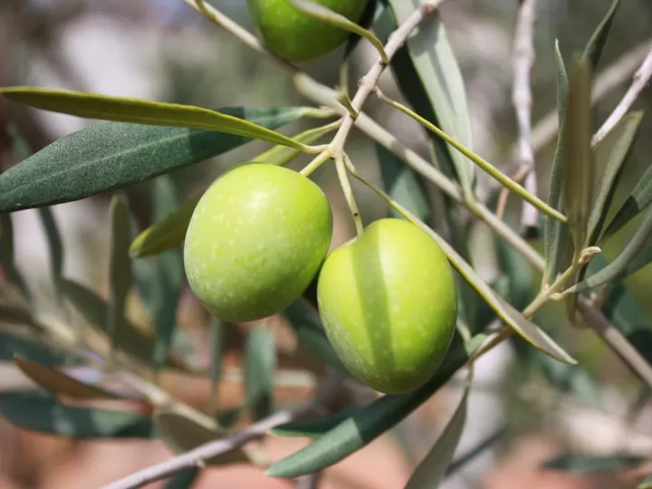vareadores de aceitunas de segunda mano